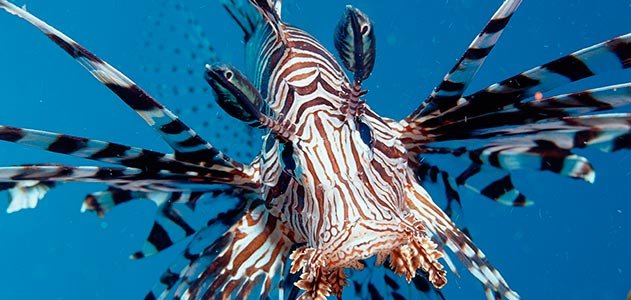 lionfish