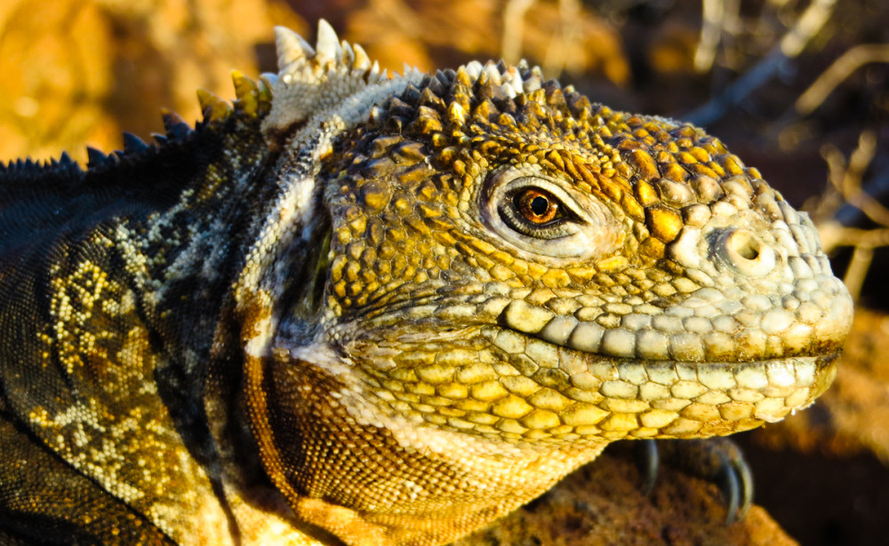 Land Iguana