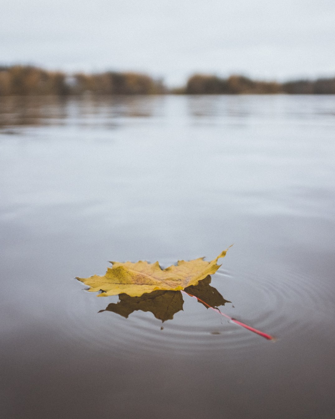 oskars-sylwan-692974-unsplash